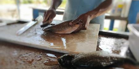 Medo da Doena da Urina provoca queda na venda de pescado: 